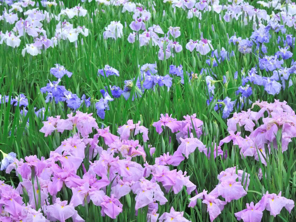 心を癒す美しい花の画像13